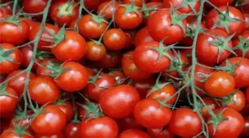 ارتفاع الطماطم يهز الأسواق.. أسعار الخضروات والفاكهة اليوم 16 يناير 2026